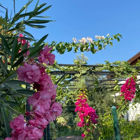 Zakkumevleri Hébergement de vacances